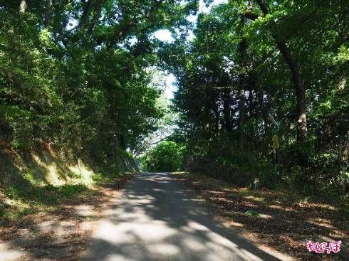 うっそうとした森の中を進んでいく