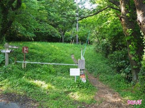 登山道が分岐している