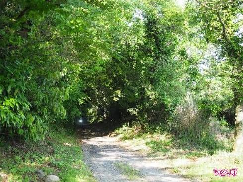 「あの光はなんだ!?」と身構えたら、偶然向こうからやってきたバイクでした