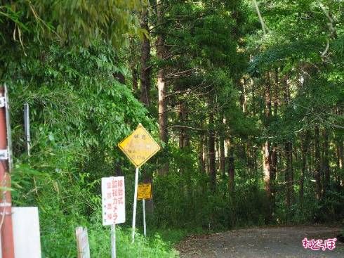 林道のほうが道幅も広い