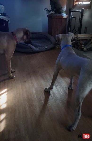 太陽光を見つめる犬