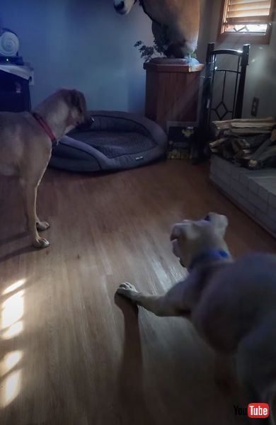 太陽光に吠える犬