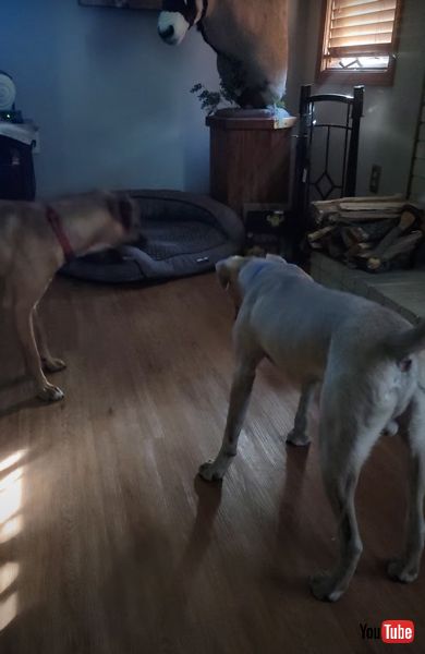 太陽光を食べる犬