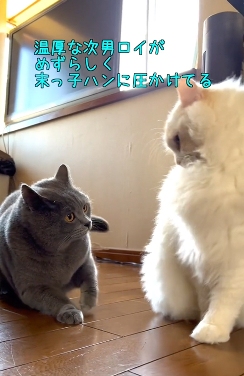 次男を怒らせた末っ子