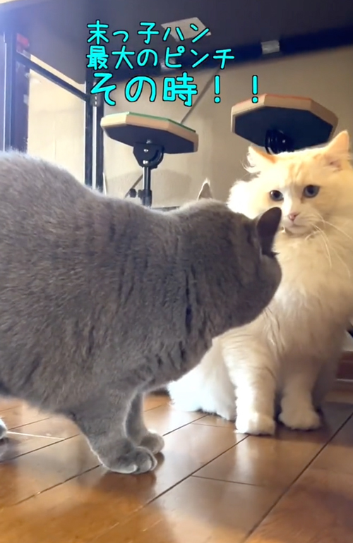 不安げな表情のニャンコ