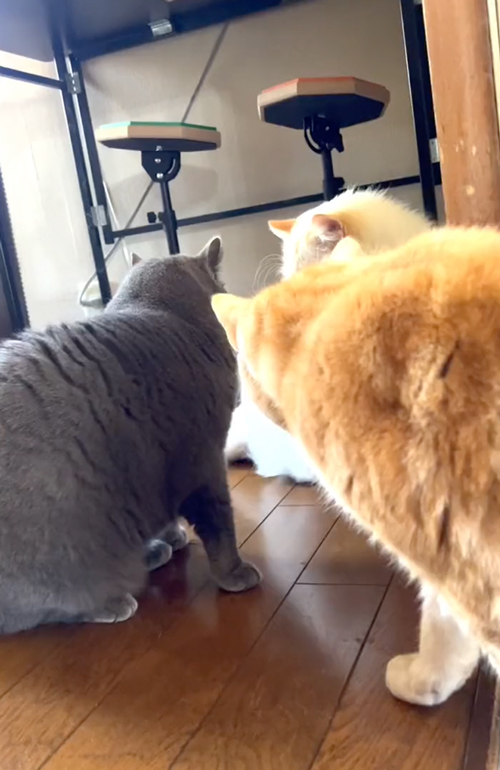 駆け付けた長男猫