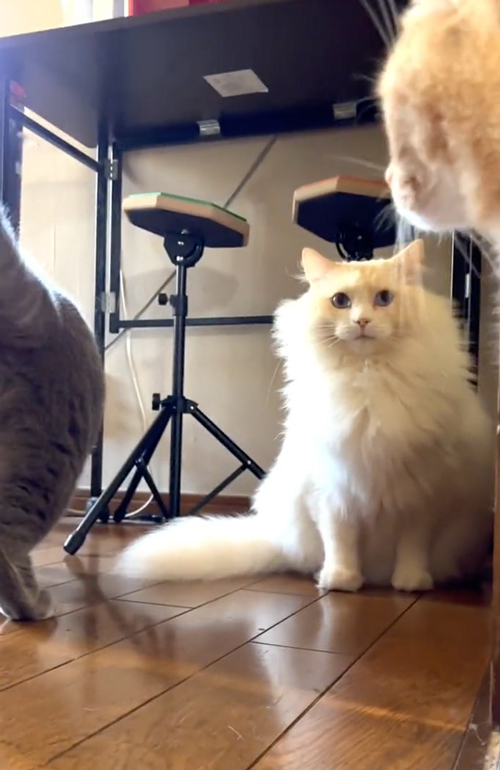 仲裁する長男猫