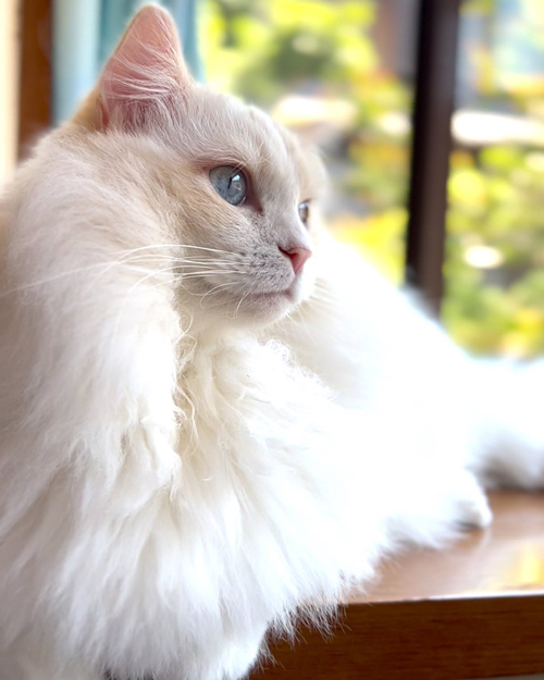 ハンくんの横顔