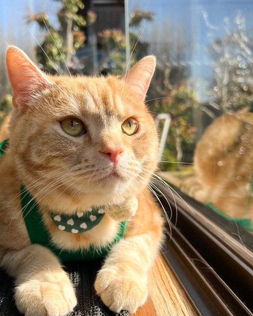 太陽パワー充電中