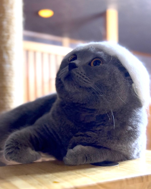 おしゃれなロイくん