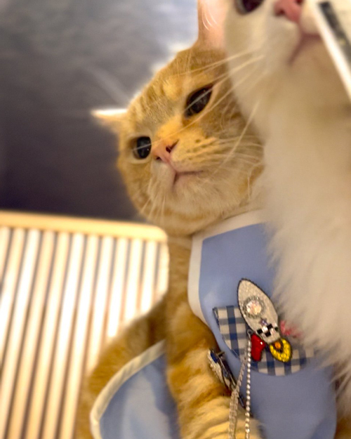 ハンくんとシヴァくん