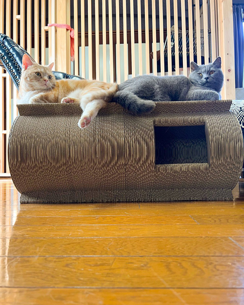 シヴァくんとロイくん