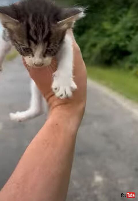 子猫を手で持つ