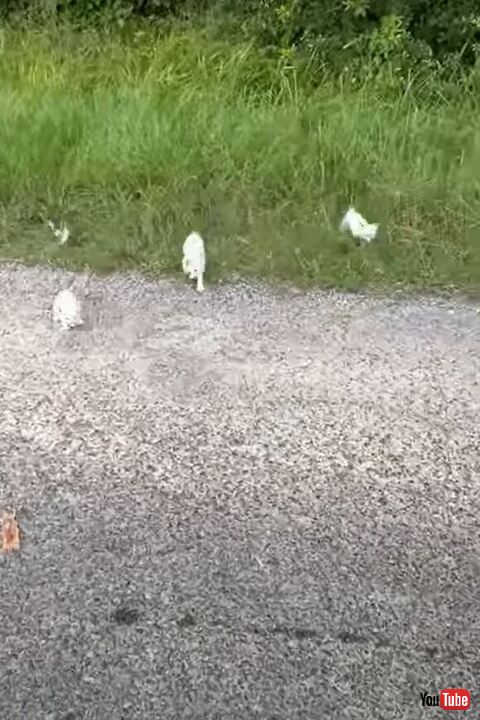 草むらからでてくる子猫