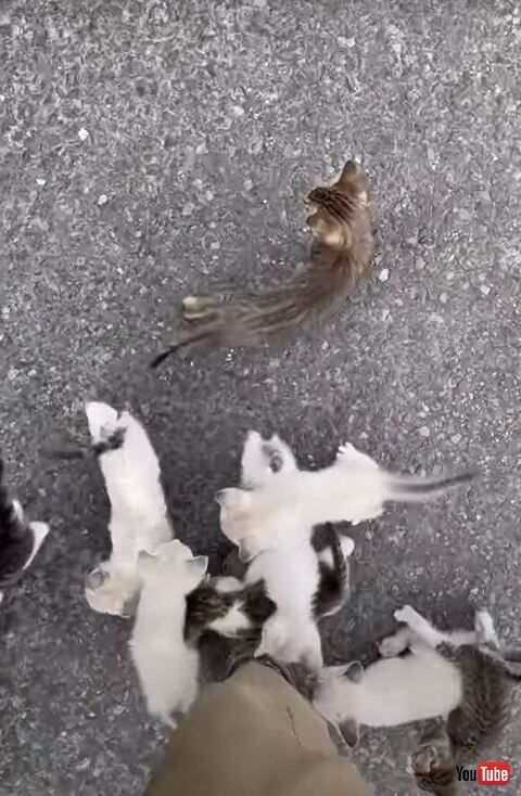 足元にいる子猫たち