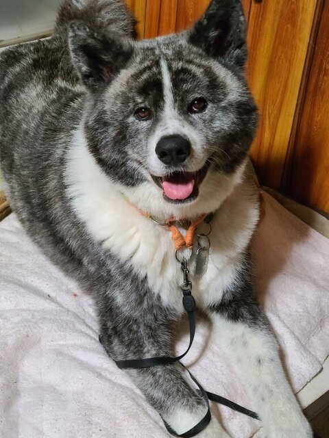 家の中でくつろぐ銀くん