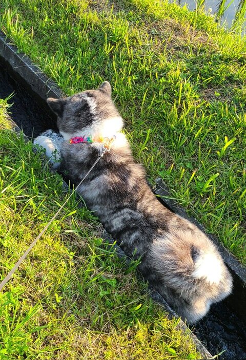 水をせき止める後ろ姿