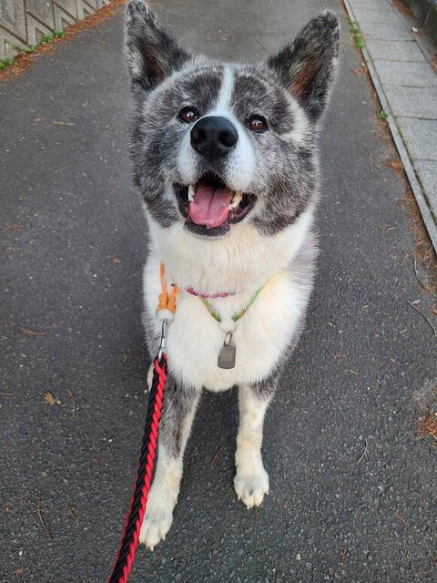 お座りして笑顔で見上げてる