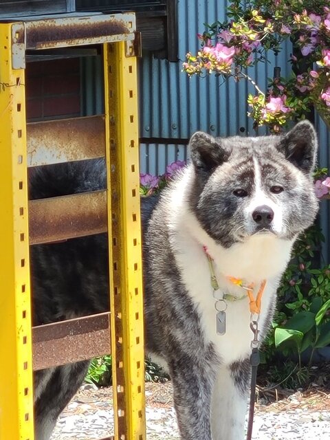 複雑そうな表情でこちらを見てる