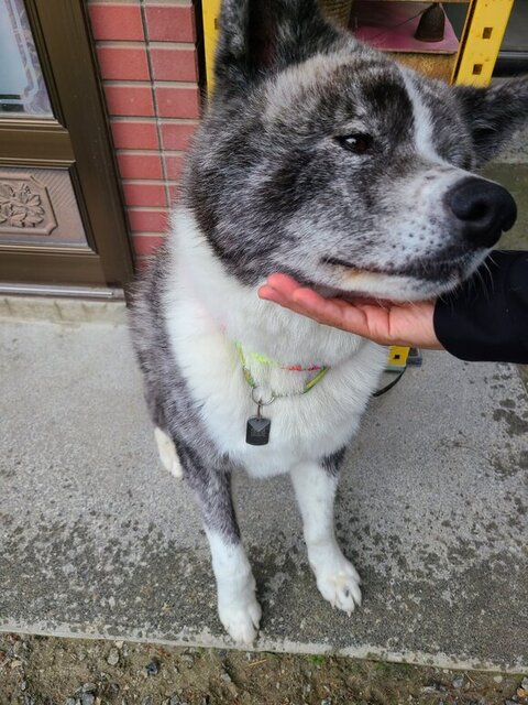 飼い主さんの手にアゴのせてる