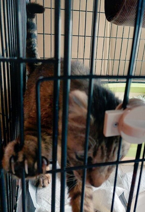 ケージにつかまってる