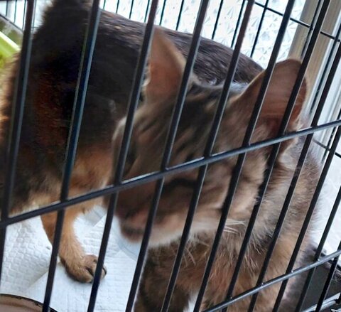 ケージに頬すりつけてる