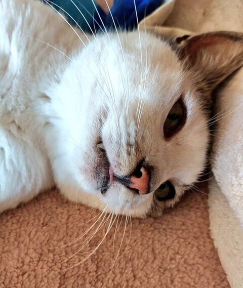 ヅラ模様の猫ちゃん