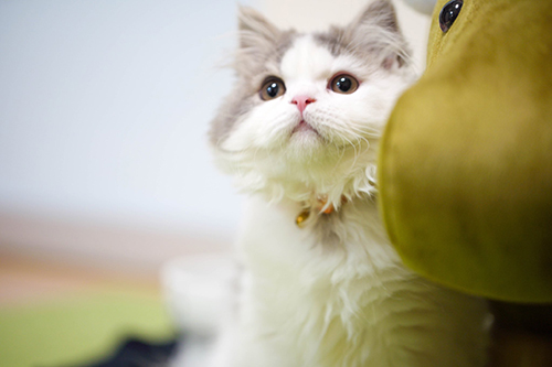 きらきらおすしくん