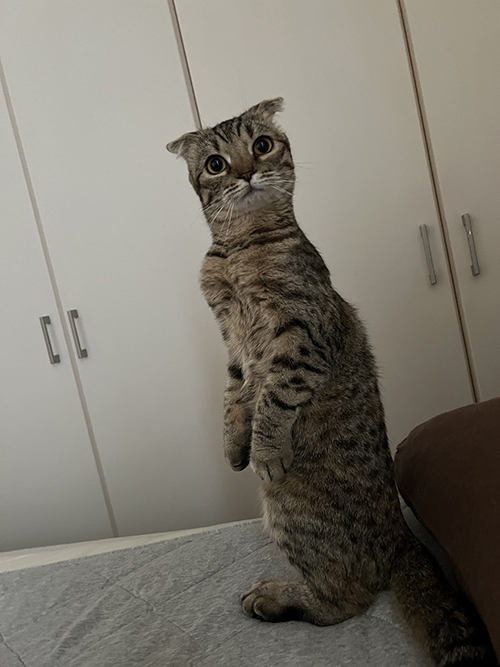 長いまつたけちゃん