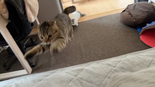 ジャンプするまつたけちゃん