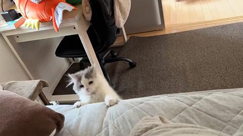 しがみつくおすしくん