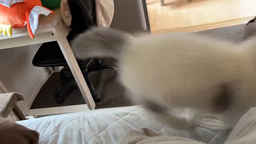 走っていくおすしくん