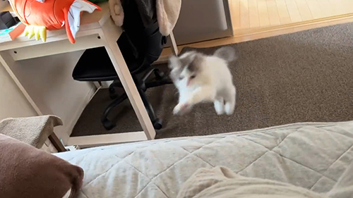 ジャンプするおすしくん