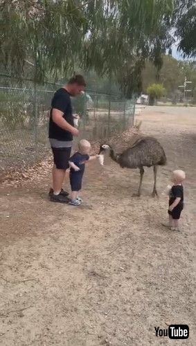 「Wildlife Feeding Experience Turns Out to Be Scarier Than Expected || ViralHog」