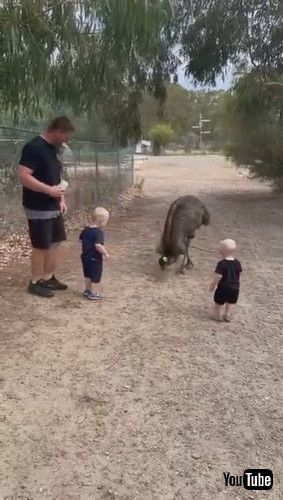 「Wildlife Feeding Experience Turns Out to Be Scarier Than Expected || ViralHog」