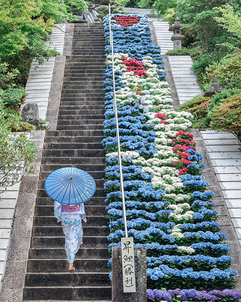 階段の下から上まで一面のあじさい　浮かび上がる昇鯉が綺麗
