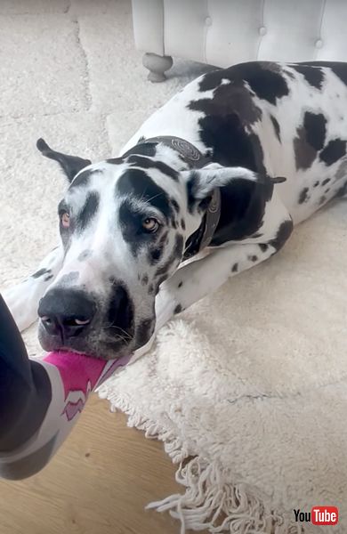 上目遣いする犬