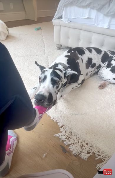 リラックスする犬