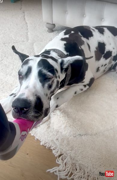 足を枕にする犬