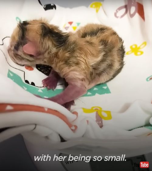 未熟児で生まれてきた子猫