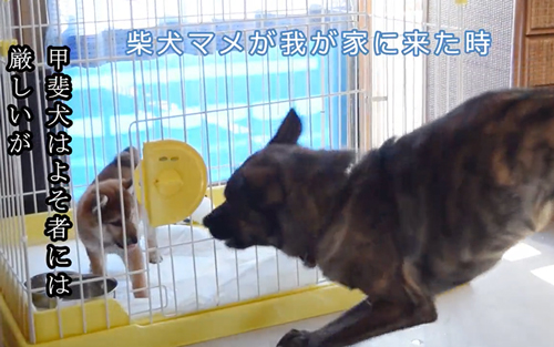 甲斐犬と柴犬
