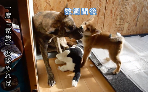 数週間かかって仲良くなった2匹