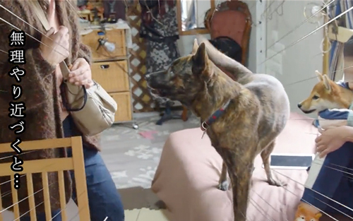 祖母が近づくと怒る甲斐犬