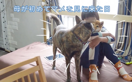 マメちゃんが心配な様子