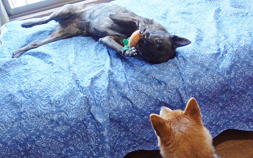 人参のぬいぐるみが欲しい柴犬