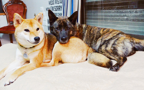 柴犬の上にアゴを乗せる甲斐犬