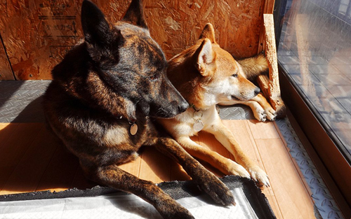 窓の外を見つめるワンコ