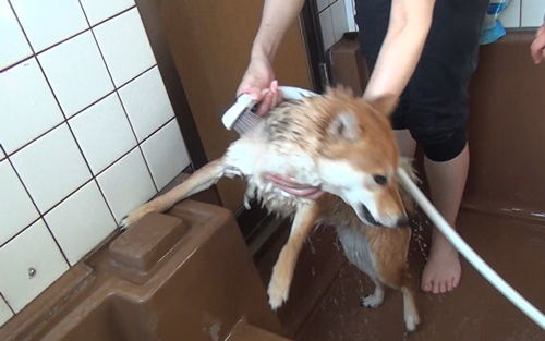 全力でお風呂を拒否する柴犬