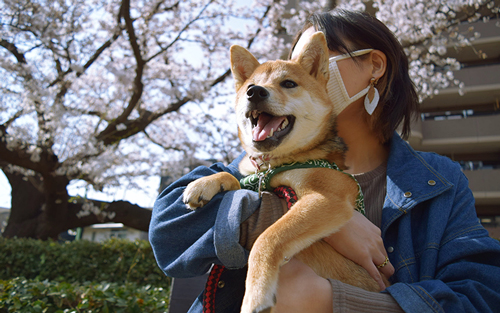 さくらを見る柴犬