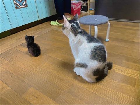 並んで待つ子猫と先住猫